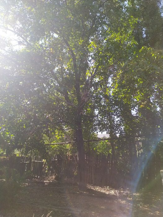 Дарахтлар.  Утинга