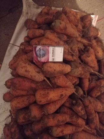 Продаётся  морковка   в селе Жалпак-Тобе  90 тг за кг