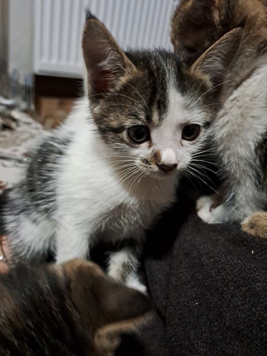 отдам даром в хорошие руки