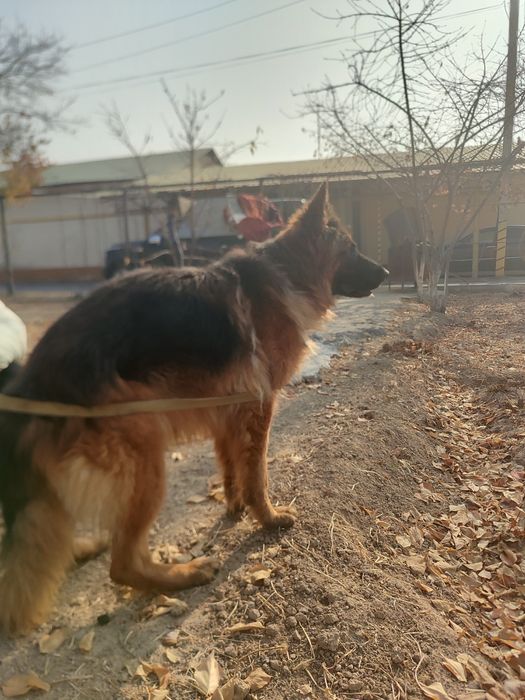 Сабака апчарка неметиски