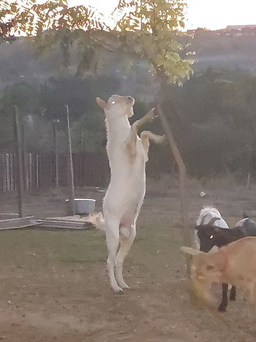Vând o iada forte bună de rasă