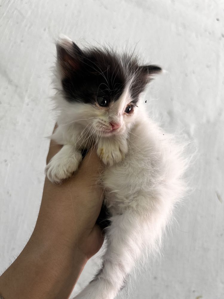 Отдам котят в добрые руки!