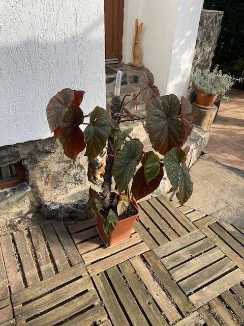 Plante naturale de interior (apartament/birou/hotel/scoala/gradinita)