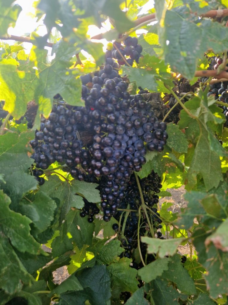 Продавам грозде Мерло