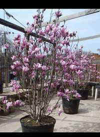 Magnolia amenajări  grădini