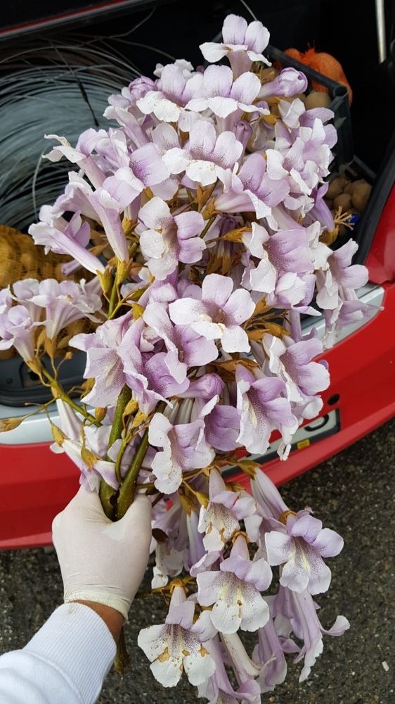 Vand Paulownia Tomentosa butasi