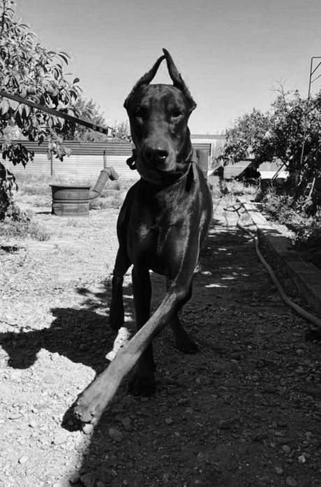 Доберман чистокровный