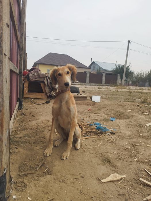 5 айлық ургашы тазы