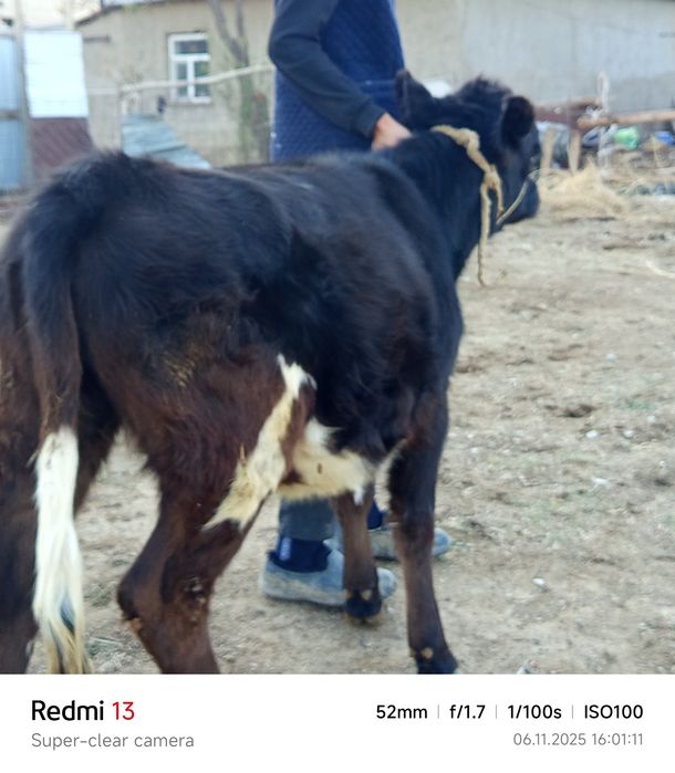 Ұрғашы 1 жасқа толмаған  бұзау