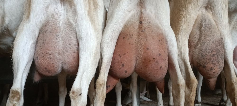 Кози ББМ под селекция