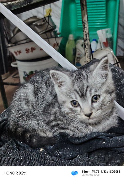 Котёнк Шотландский скотиш страйт мальчик 2 месяца