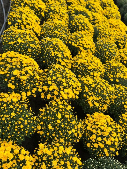 Crizanteme si Panselute