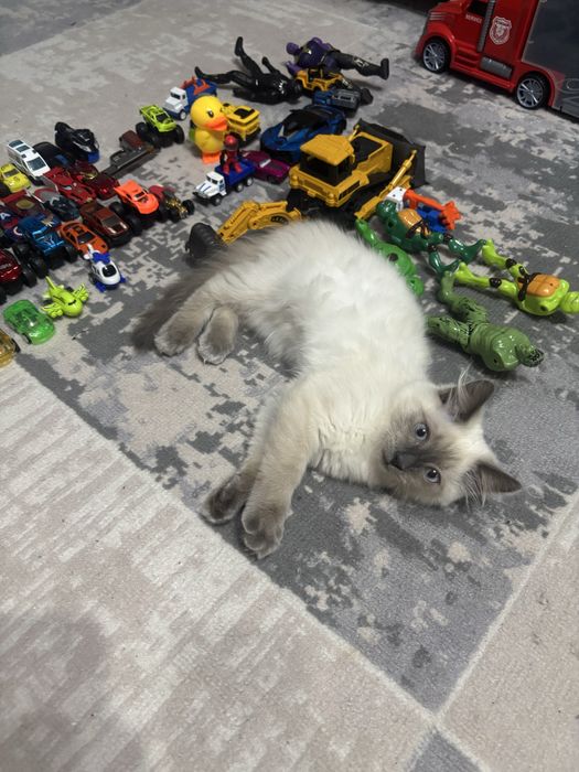 Отдам котенка в добрые руки