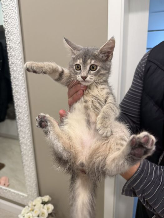 Подарява се женско коте.