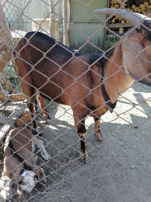 Vând capre Anglo-Nubian