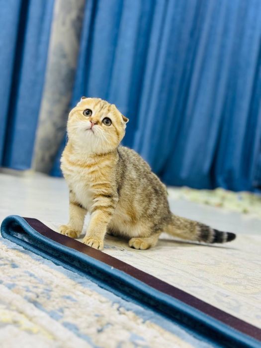 продается котенок