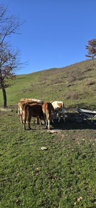 De vânzare 7 viteluse