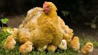 Цыплята домашние порода ухаил, бойцовский и другие дорогие породы