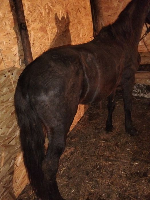 Vând vițea sau schimb