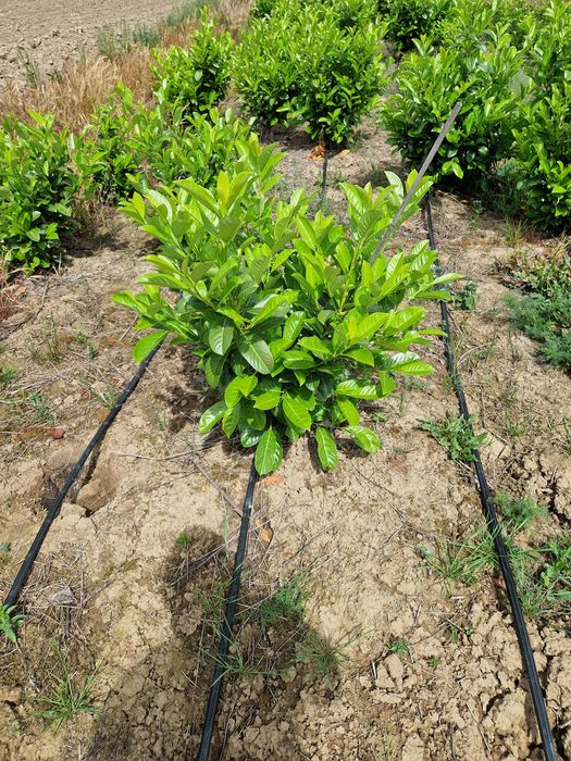 Prunus laurocerasus extra calitate