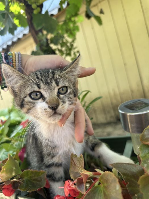 Pisicute spre adoptie