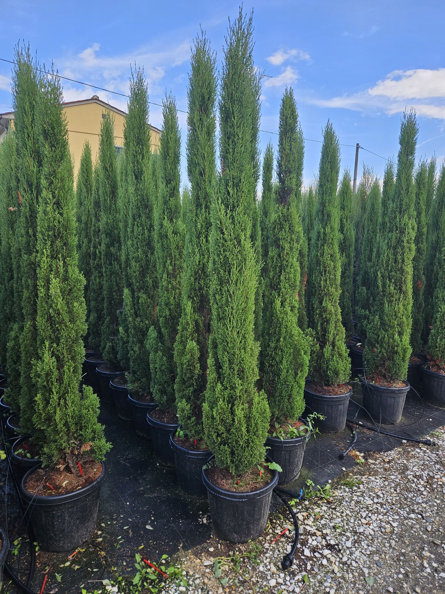 Cupressus sempervires toate dimensiunile