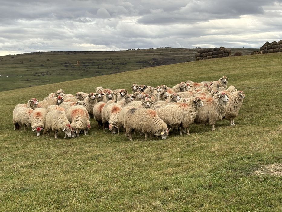 Oi  bune  de  vanzare