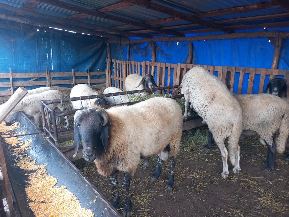 Berbeci carabași de vânzare