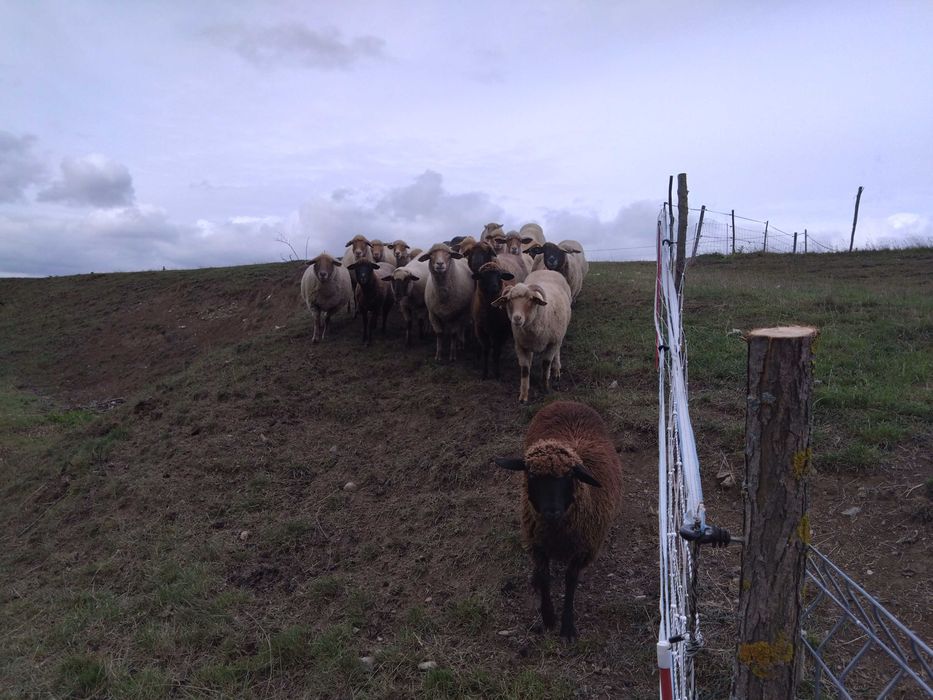 Turmă de oi țigaie ruginie și țigaie neagră