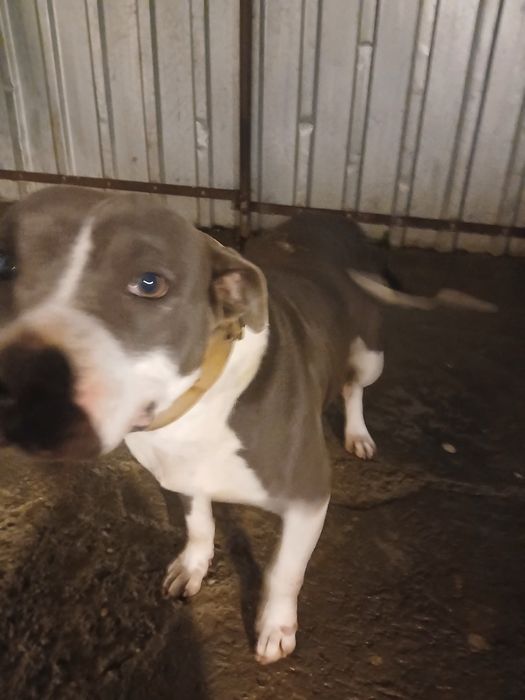 AMSTAFF BLUE cu pedigree