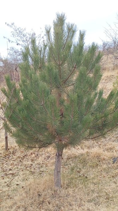 коим арчаси сотилади