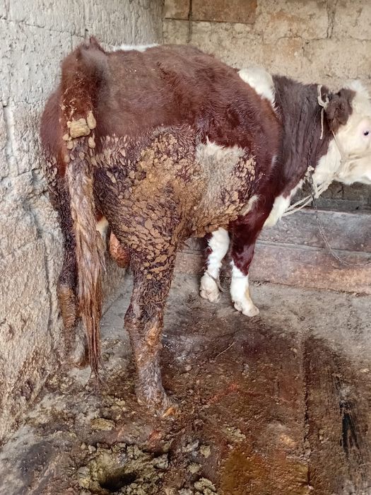 Бұқа 3-ай болды байлауда тұр. 1-жас 8-ай.