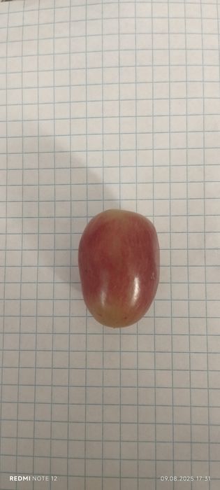 Узум кучатлари таер пайванд килинган