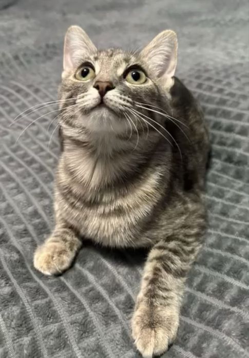 Домашняя кошка ищет дом