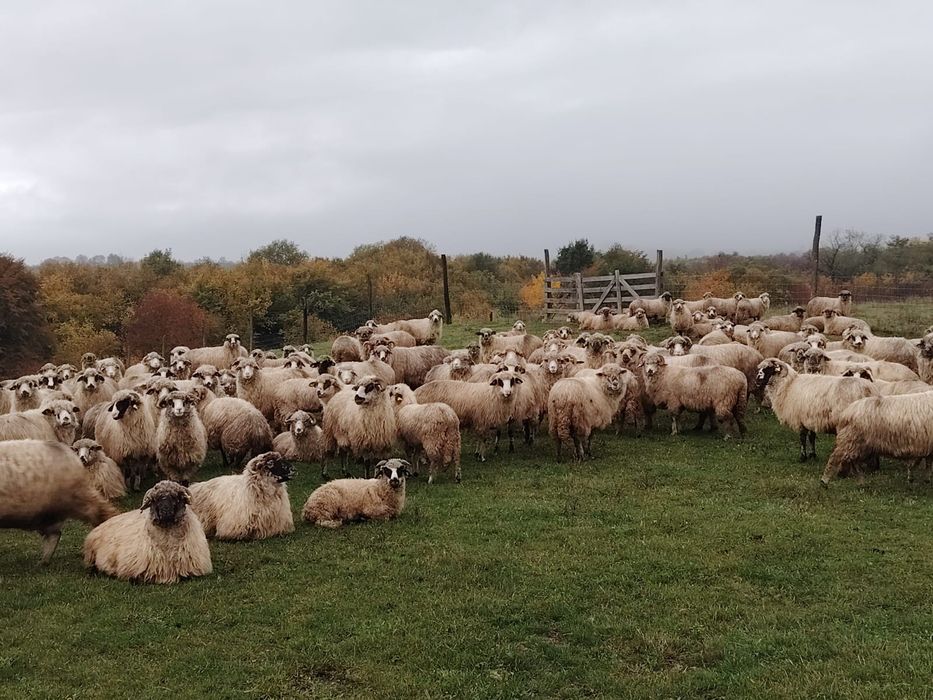 Vand 150 oi turcane frumoase și bune de lapte oi de producție