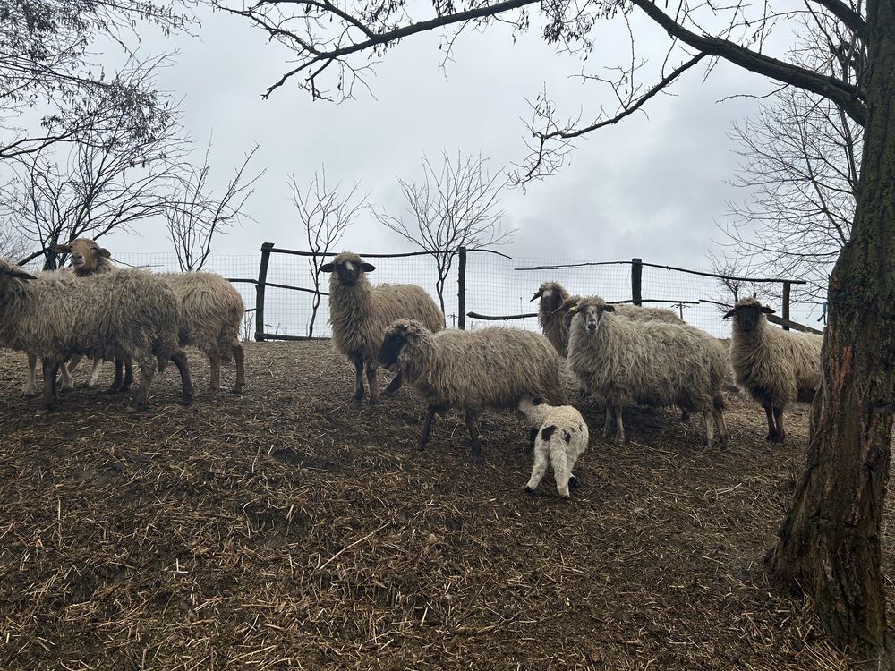 Vand oi avas și țurcane