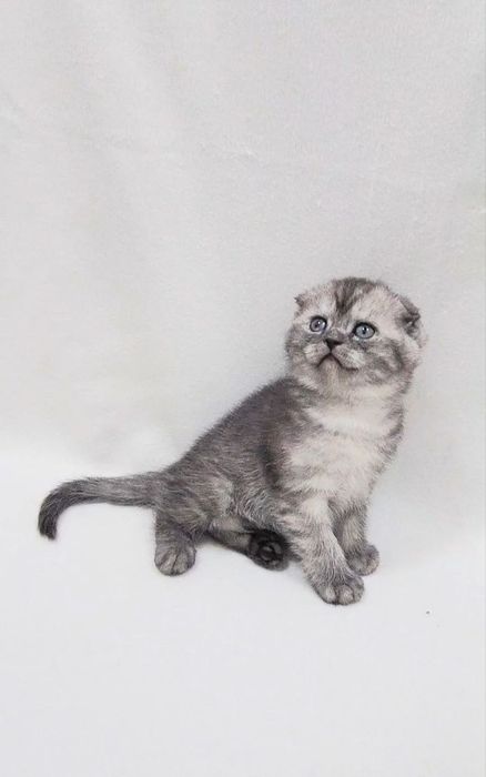 шотландский скотиш фолд мальчик