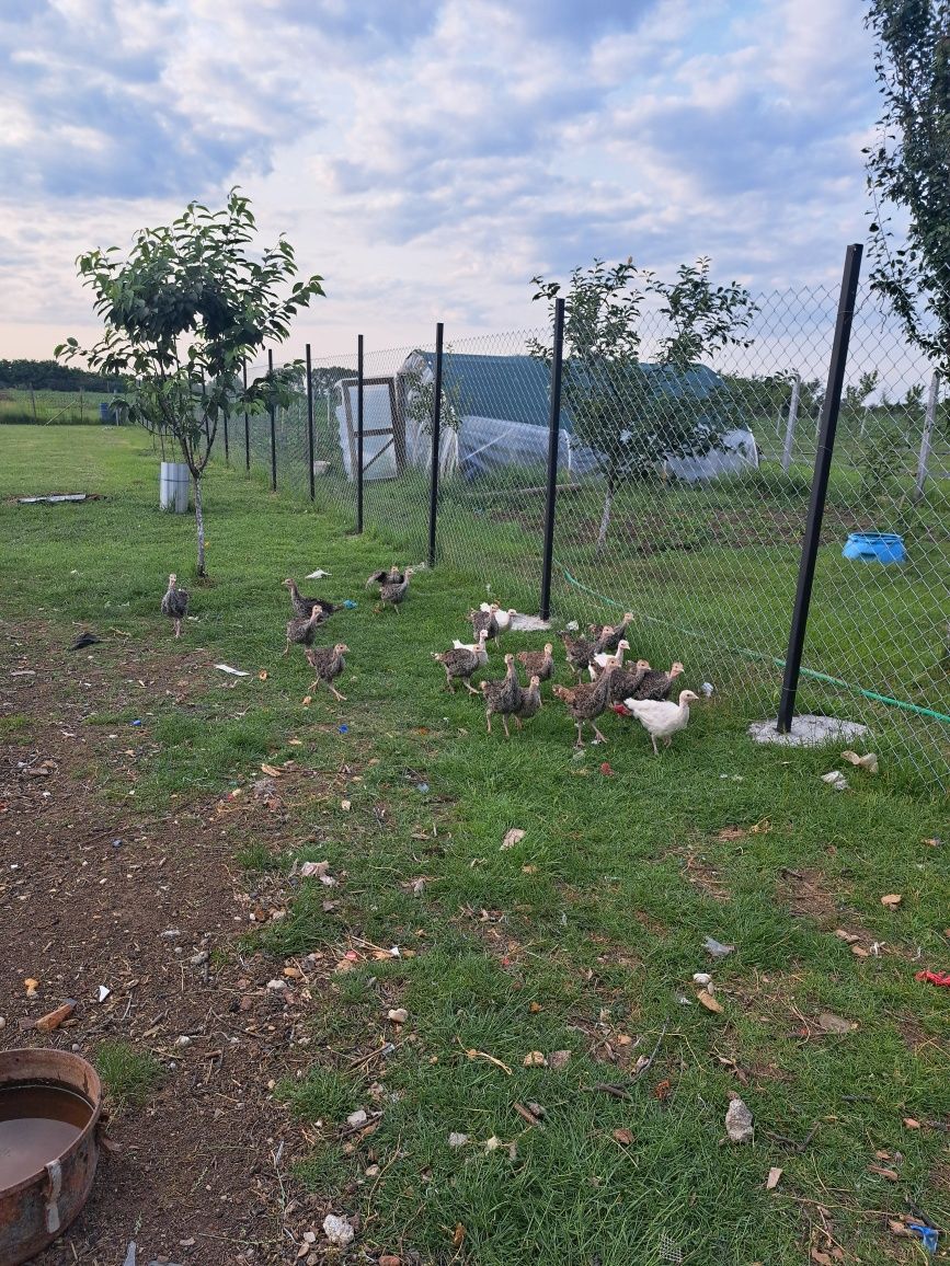 Vînd pui fe curcă