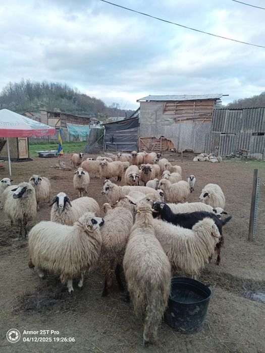 Oi tinere și berbeci de tinut