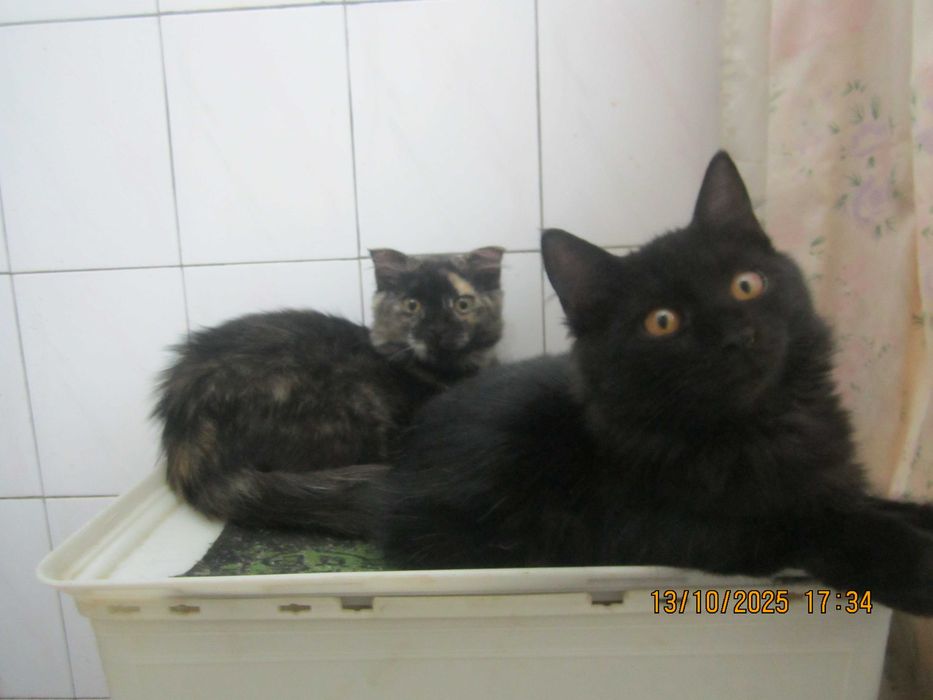 Котята в добрые руки. смотрите другие объявления автора