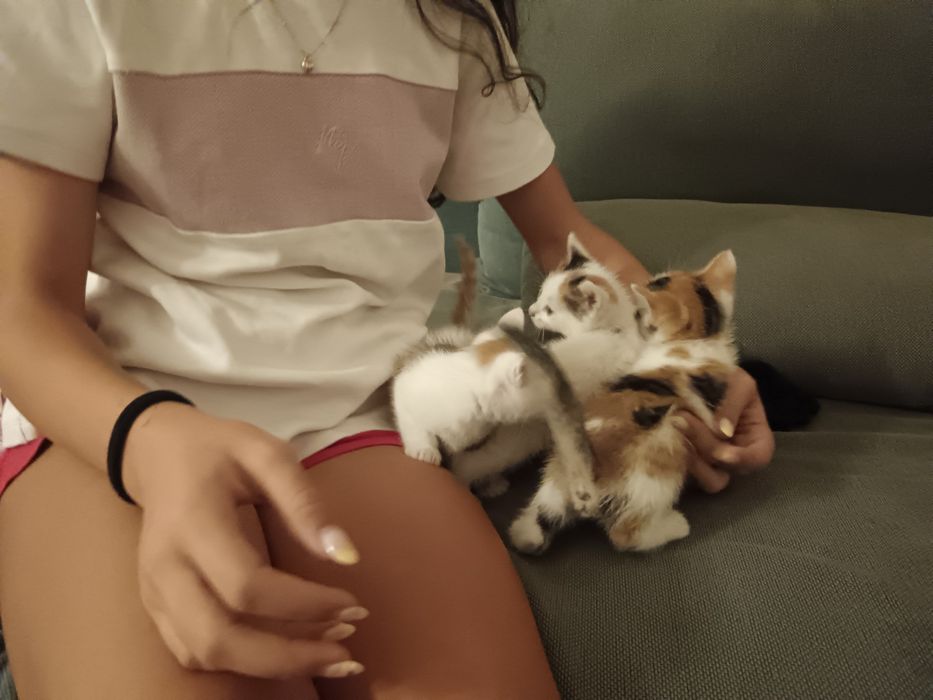 Котенца малки подарявам две женски и едно мъжко.
