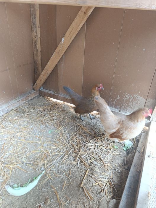 Yapon tovuqlar sotladi 2ta