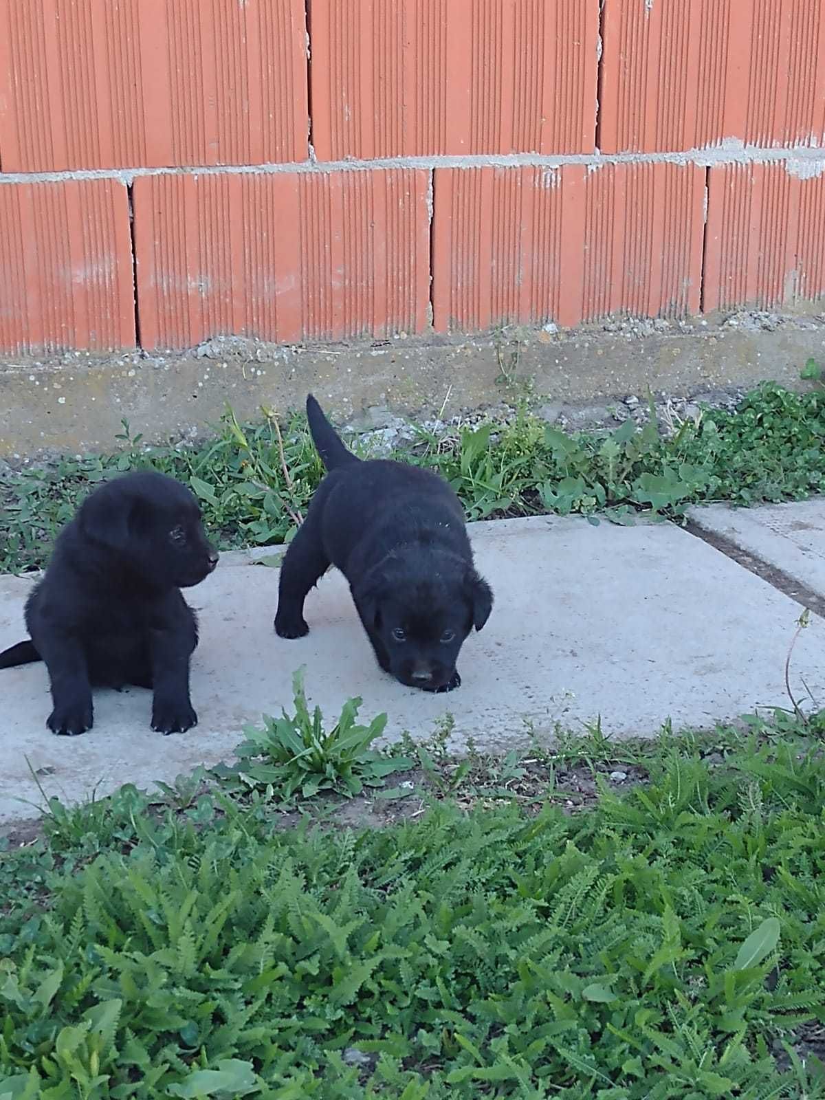 Labrador de vanzare