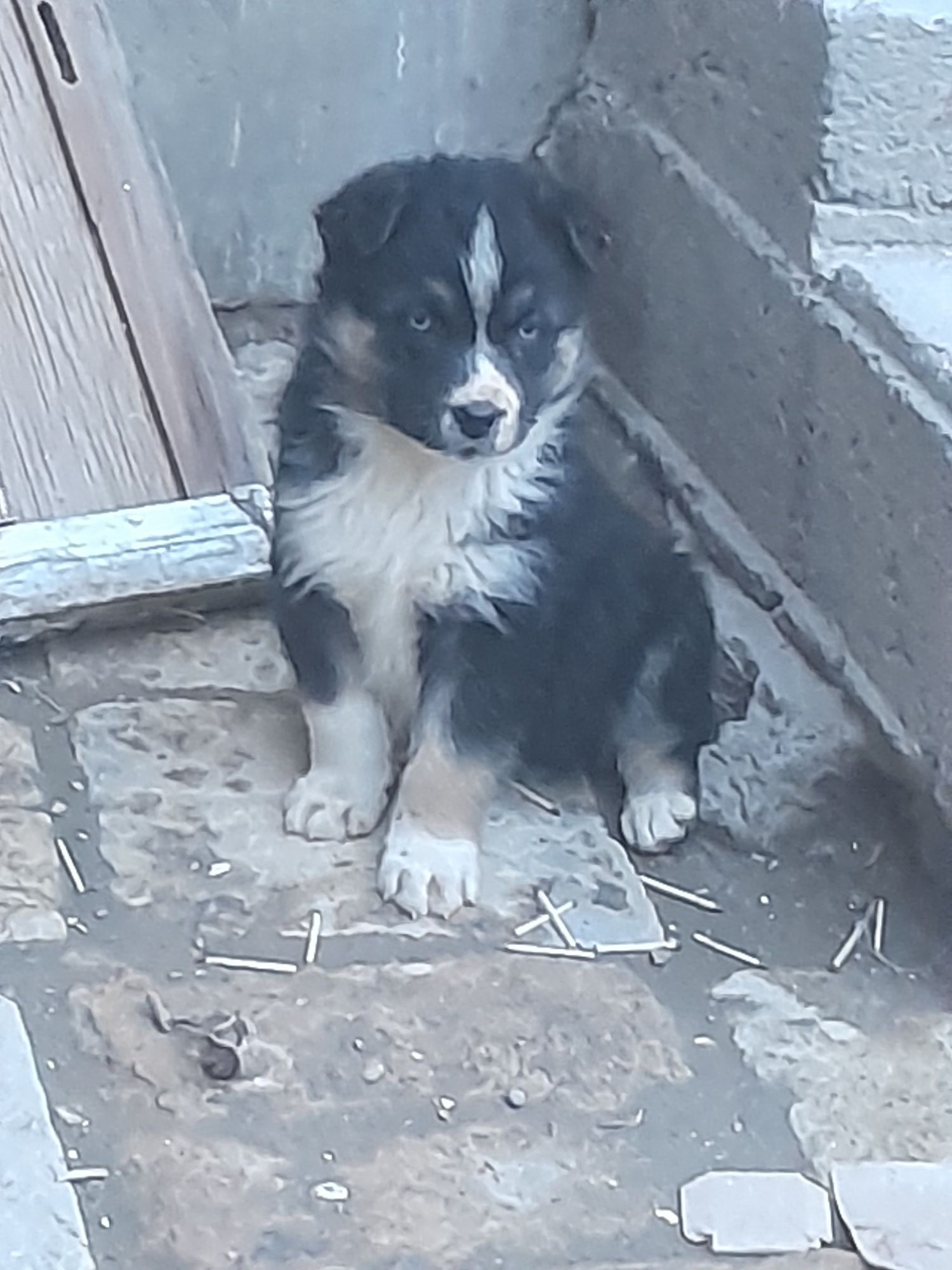 Сибирский хаски шенки 1 мецяс