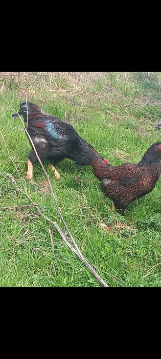 Vand gaini combatant indian