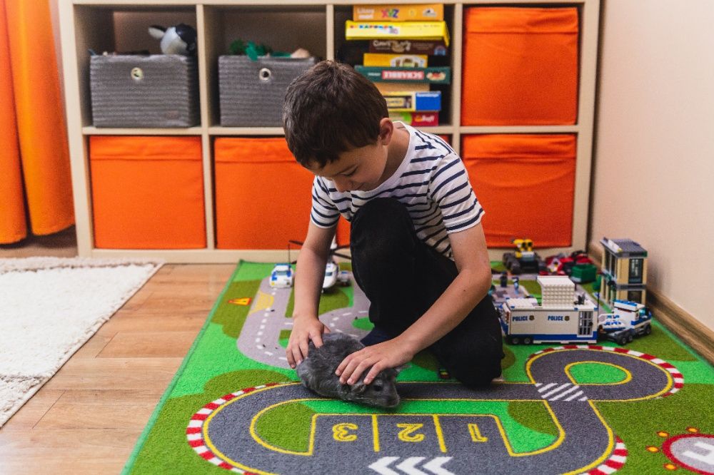 Chinchilla Sinsila Afro Violet/ Bej deschis și închis