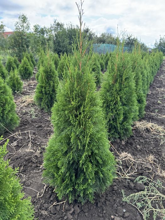 Vand tuia smaragd aclimatizat