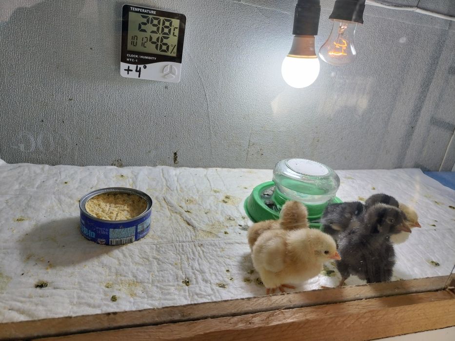 Брудер цыпленок цыплята куры петух