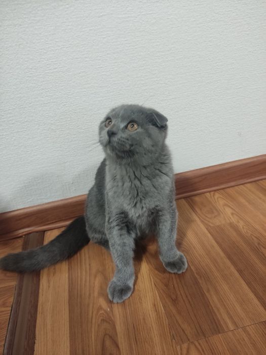 Скотиш фолд кошка