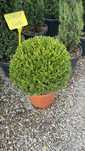 Vând buxus glob de mai multe mărimi